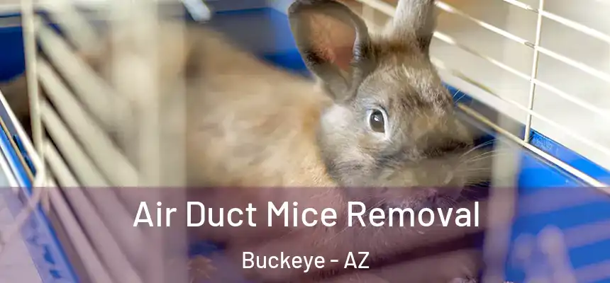  Air Duct Mice Removal Buckeye - AZ